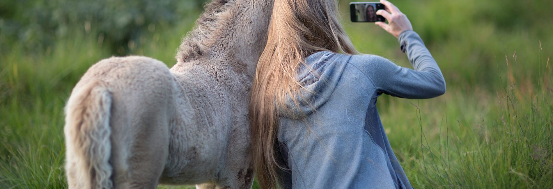 3 Tipps für perfekte Pferdefotos mit dem Smartphone