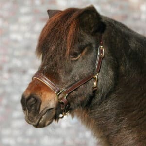 Waldhausen Lederhalfter Star Diamond Pferdehalfter Pony Braun/ Gold