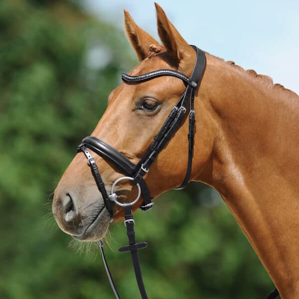 Passier Trense Juno Trensenzaum Warmblut Schwarz/Edelstahl