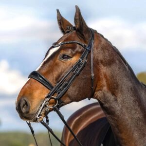 Passier Kandare Moonlight Kandarenknopfzaum Warmblut Schwarz