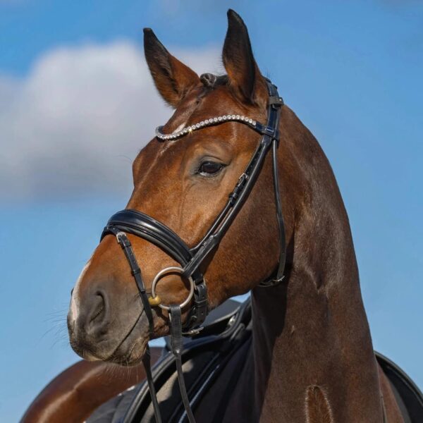 Passier Trense Harmony Trensenzaum Warmblut Schwarz/Edelstahl