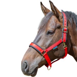 Bucas Halfter Comfort Stallhalfter Cob Red/Black