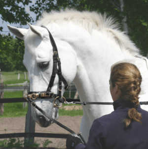 BUSSE Kappzaum Professional Pony Schwarz/Messing