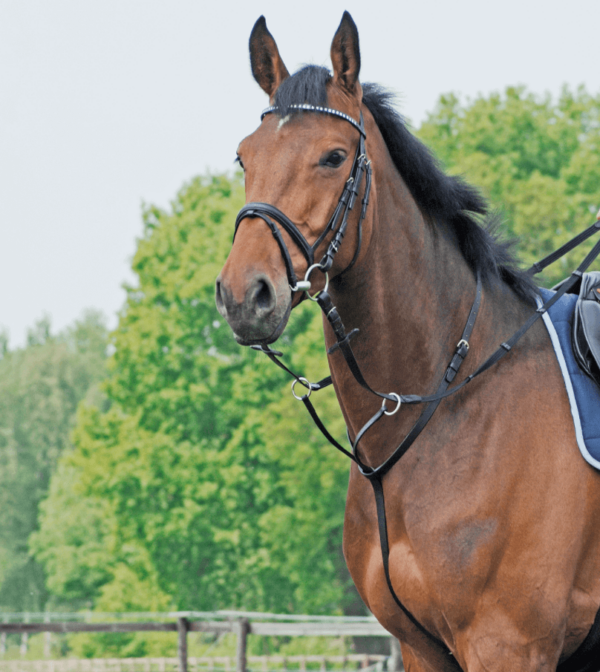 BUSSE Martingal Basic Pony Schwarz